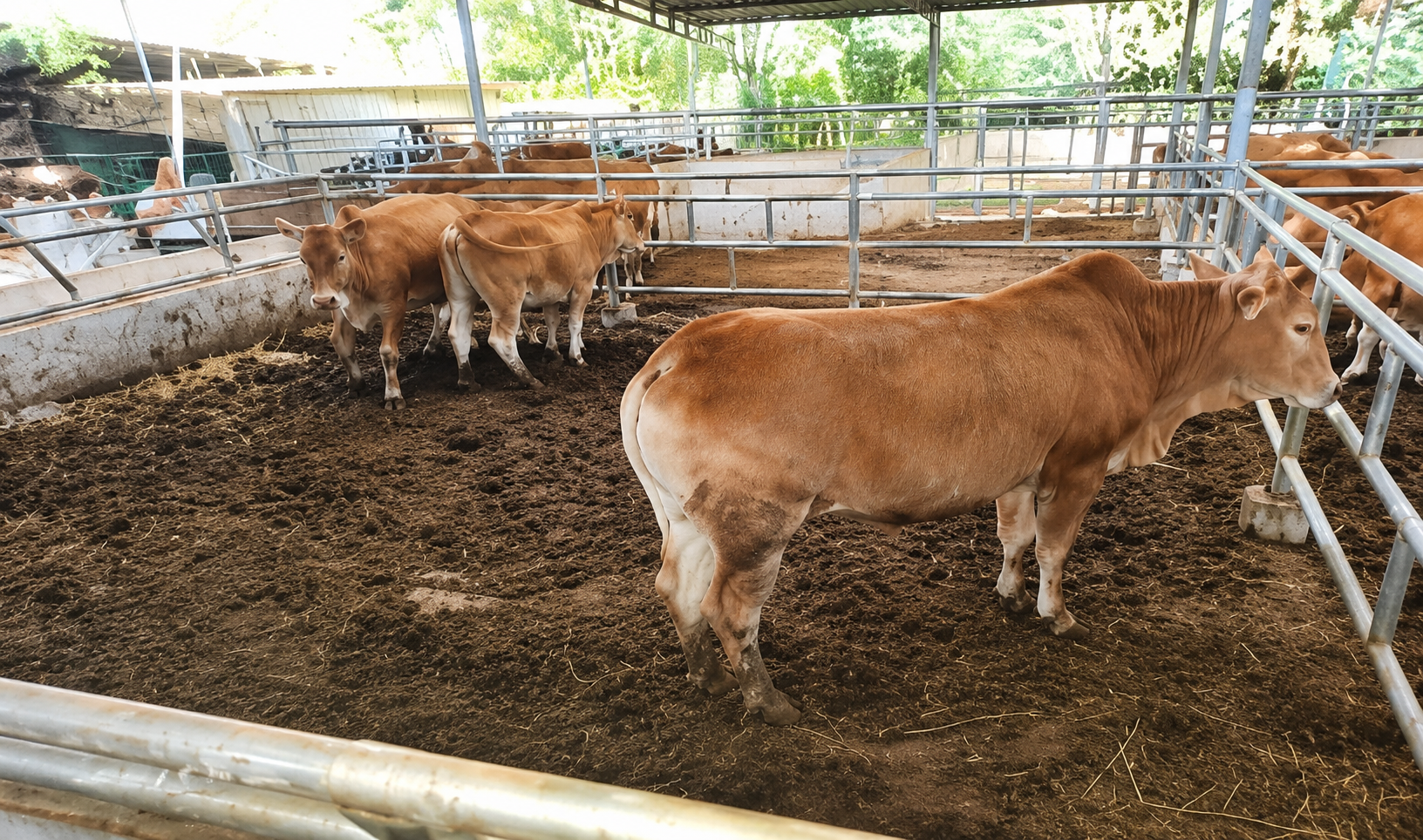 Khảo sát nông hộ chăn nuôi bò H’Mông